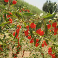 Perda de peso tradicional chinesa Comida-seca Goji Berry